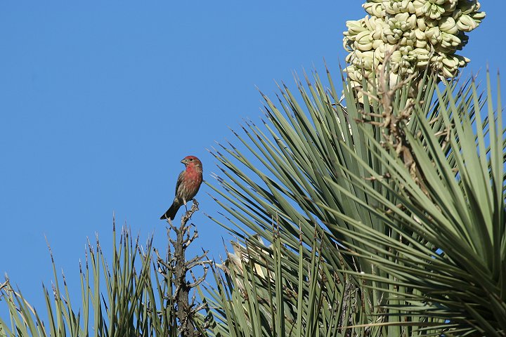 ���L�V�R�}�V�R�̃I�X