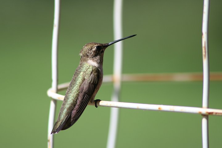 �A�J�t�g�I�n�`�h���́�