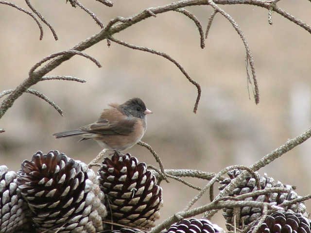 ���L�q���h���i�I���S���j