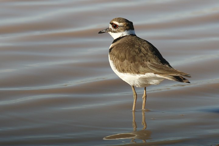 �t�^�I�r�`�h��