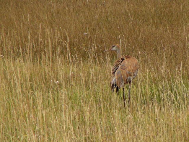 �J�i�_�d���i�ᒹ�j