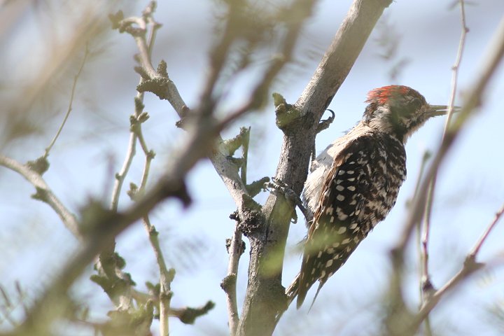 �V�}�A�J�Q���́�