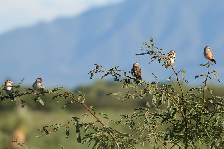 �q�o���V�g�h�ƃx�j�^�C�����`���E�́��i�E�j