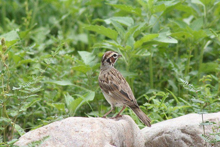 �q�o���V�g�h