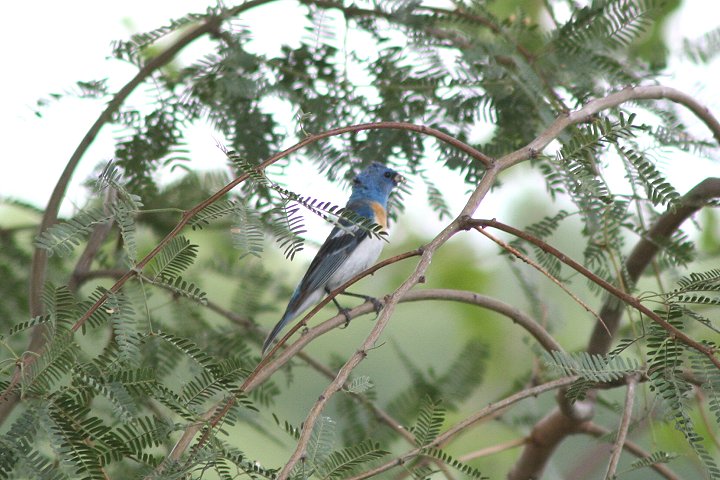 ���l�A�J�����m�W�R