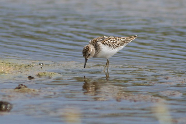 �A�����J�q�o���V�M