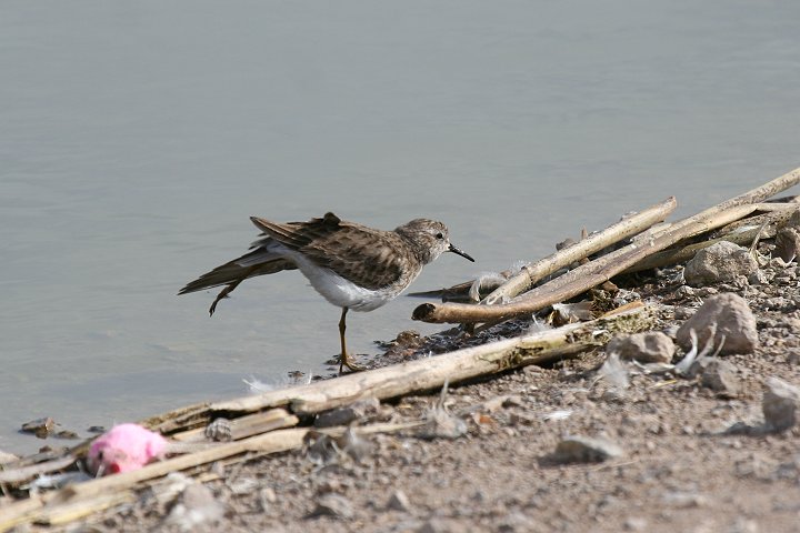 �A�����J�q�o���V�M