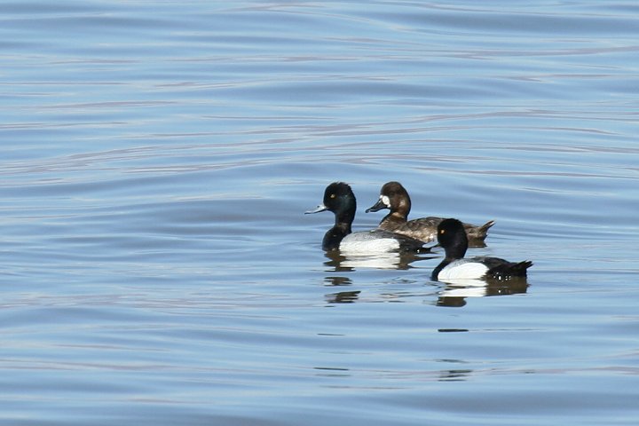 �R�X�Y�K��