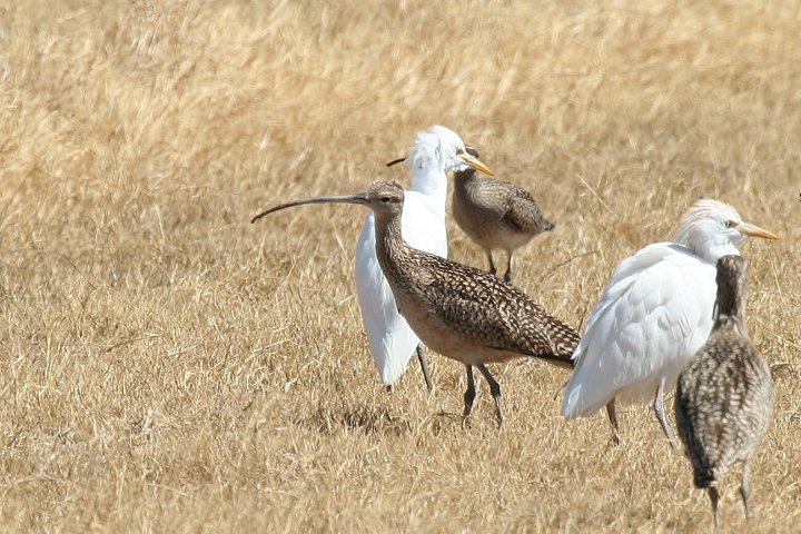 �A�����J�_�C�V���N�V�M