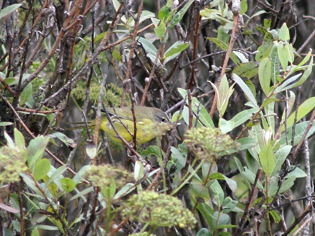 �j�V�m�h�O���A�����J���V�N�C