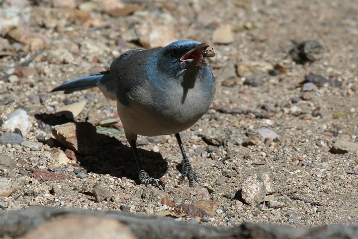 ���L�V�R�J�P�X