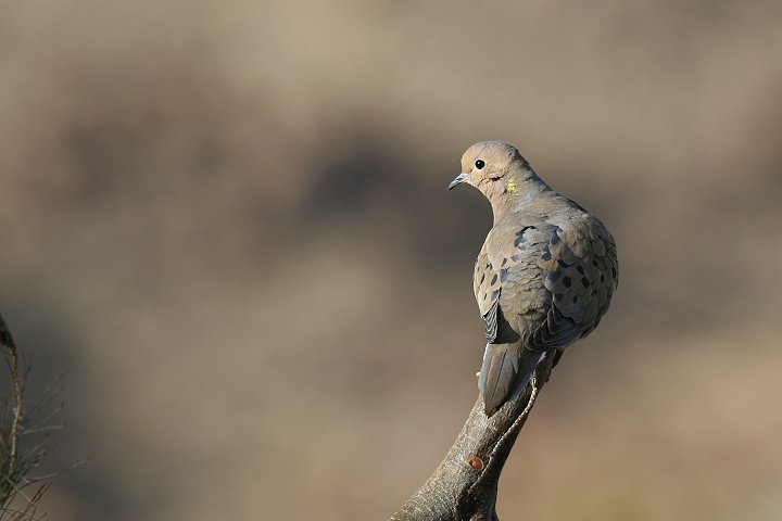 �i�Q�L�o�g