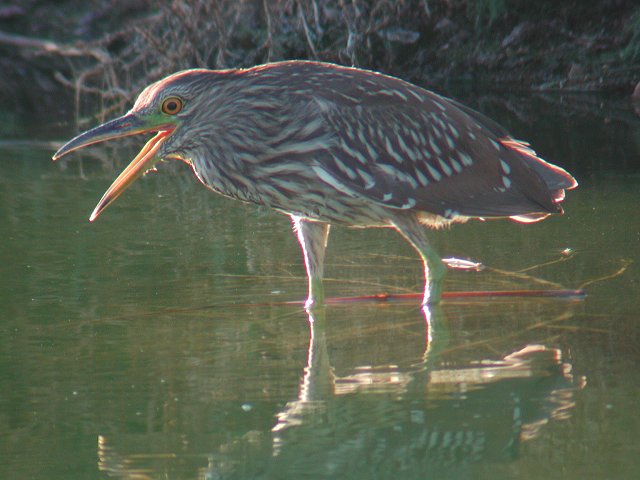 �S�C�T�M�̗c��