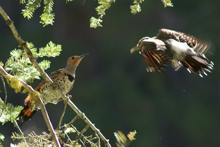 �n�V�{�\�L�c�c�L�i�����̓꒣�葈���j