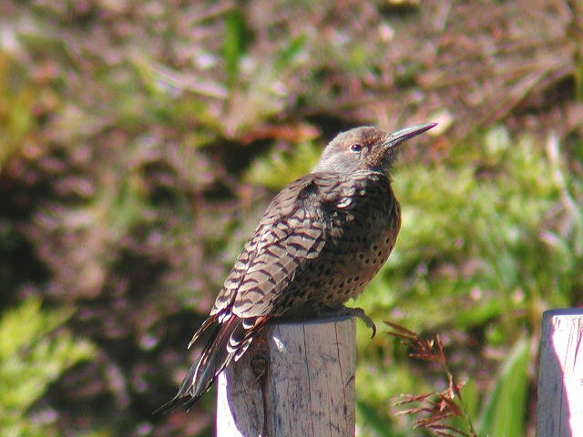 �n�V�{�\�L�c�c�L�̗c��