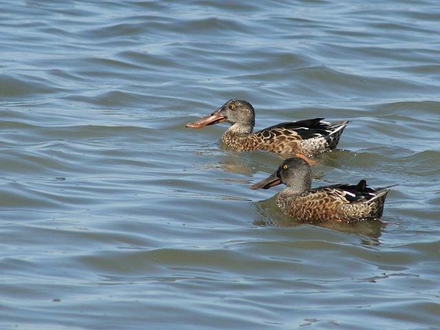 �n�V�r���K���i�G�N���v�X�j