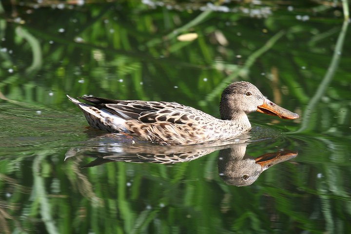 �n�V�r���K����