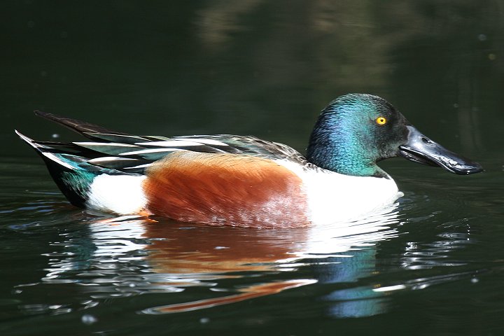 �n�V�r���K���́�