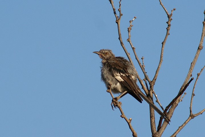 �}�l�V�c�O�~