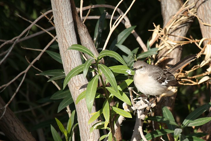 �}�l�V�c�O�~