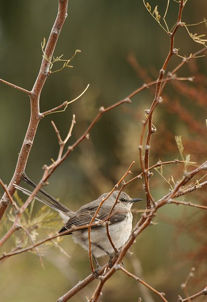 �}�l�V�c�O�~