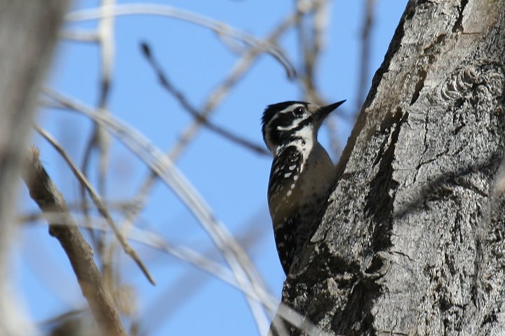 �V���n���V�}�A�J�Q���́�