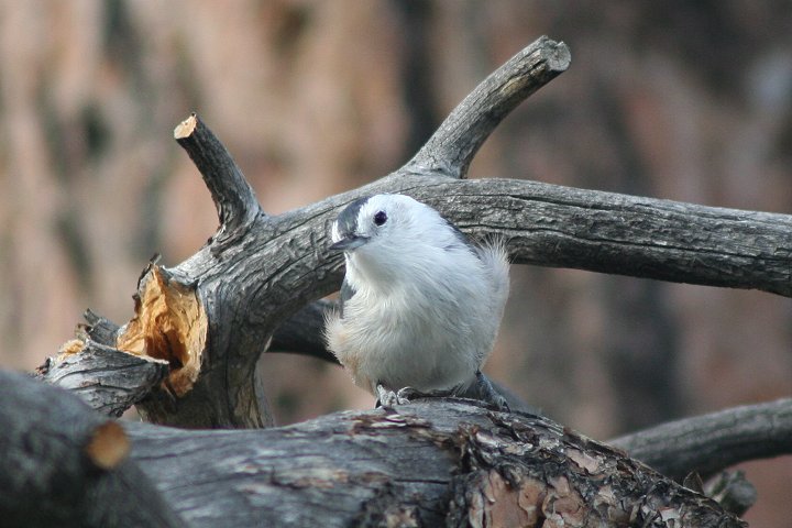 �J�I�W���S�W���E�J��