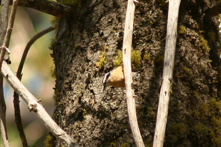 ���l�A�J�S�W���E�J��