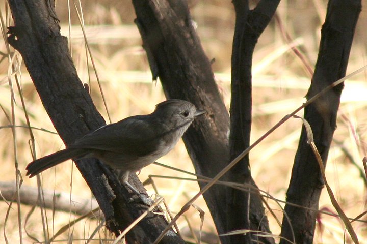 �n�C�G�{�V�K��