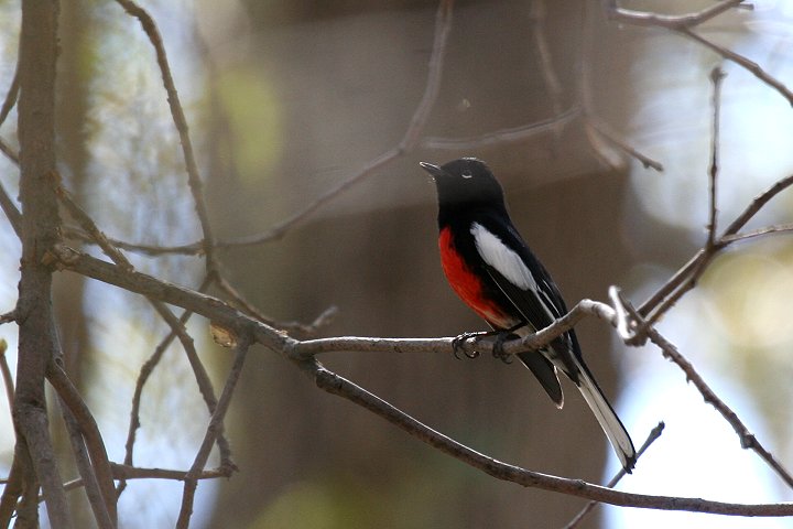 �J�^�W���A�����J���V�N�C