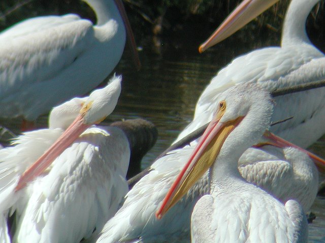 �A�����J�V���y���J��