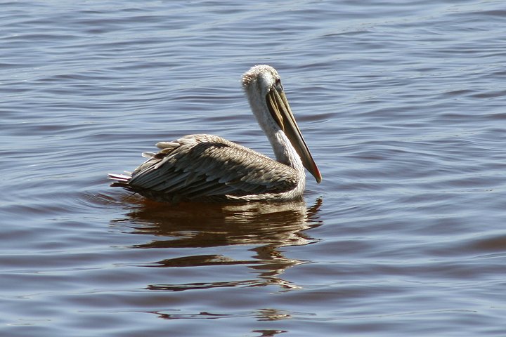 �J�b�V���N�y���J��