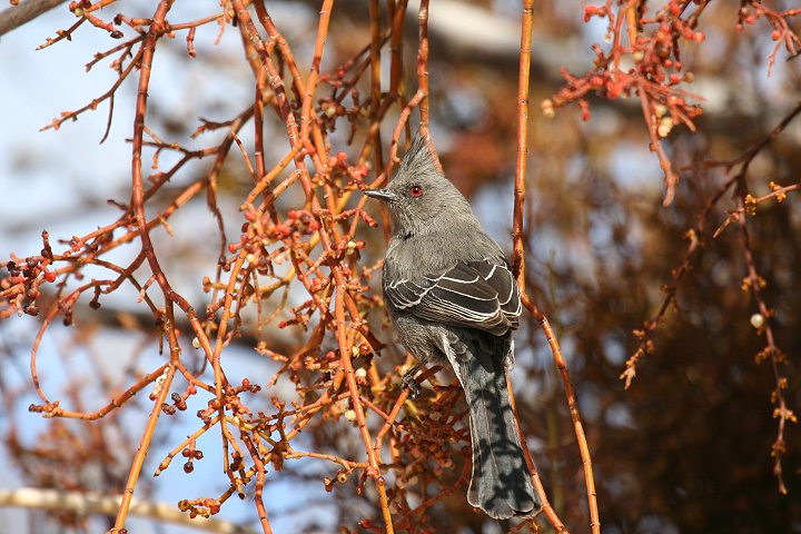 �����W���N���h�L�́�