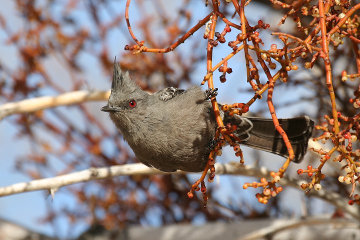 �����W���N���h�L�́�