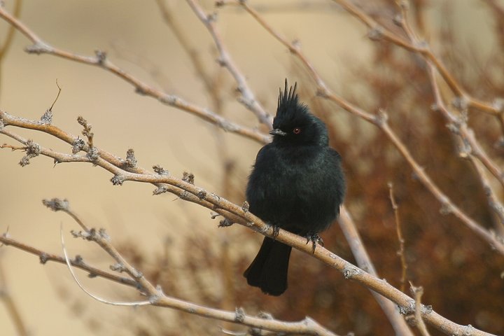 �����W���N���h�L�́�