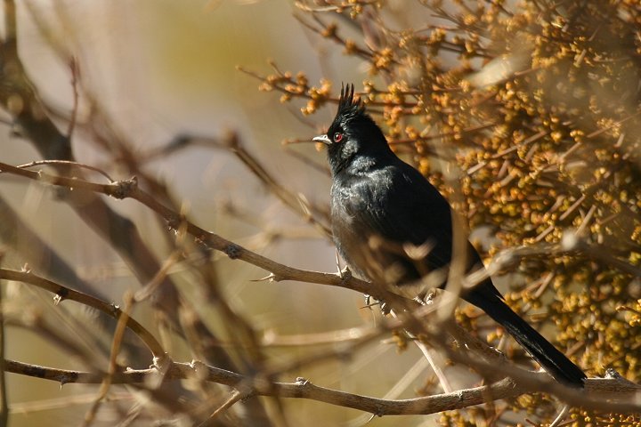 �����W���N���h�L�́�