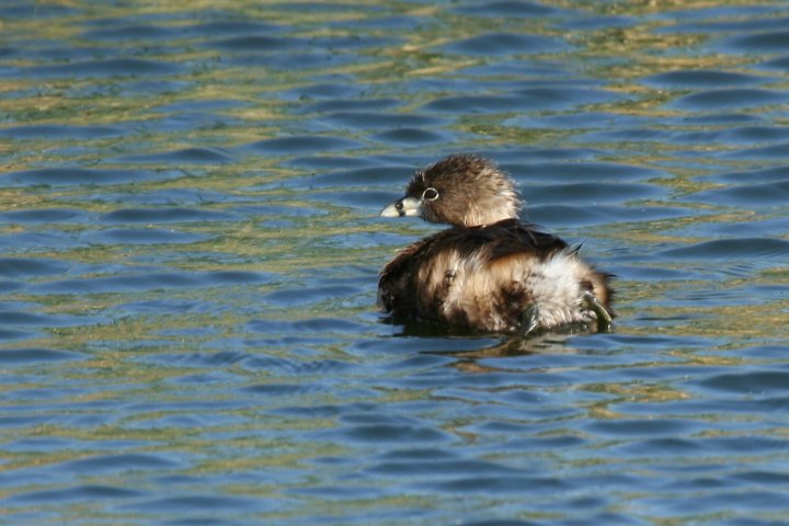 �I�r�n�V�J�C�c�u��