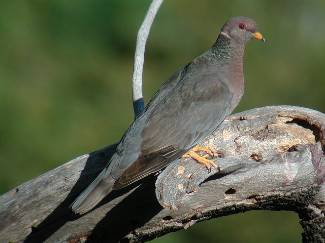 �I�r�I�o�g