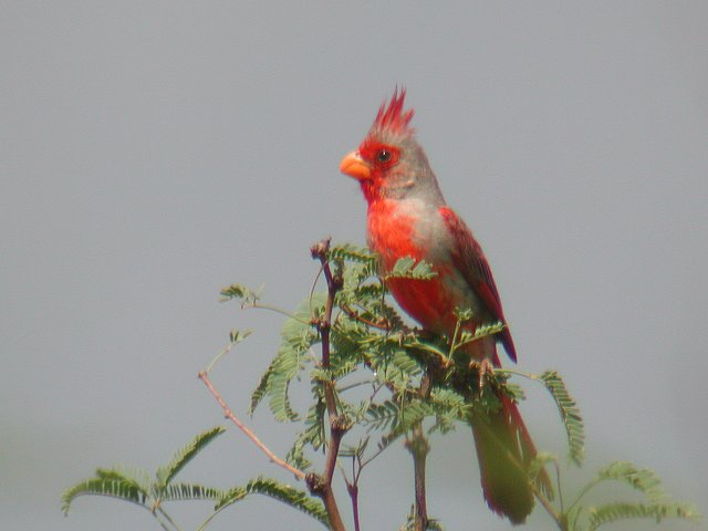 ���l�A�J�R�E�J���`���E�́�