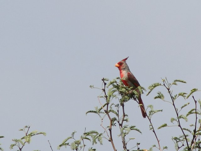 ���l�A�J�R�E�J���`���E