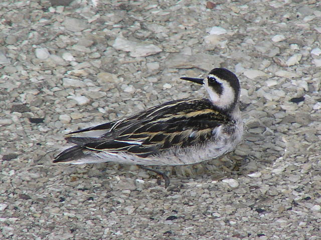 �A�J�G���q���A�V�V�M