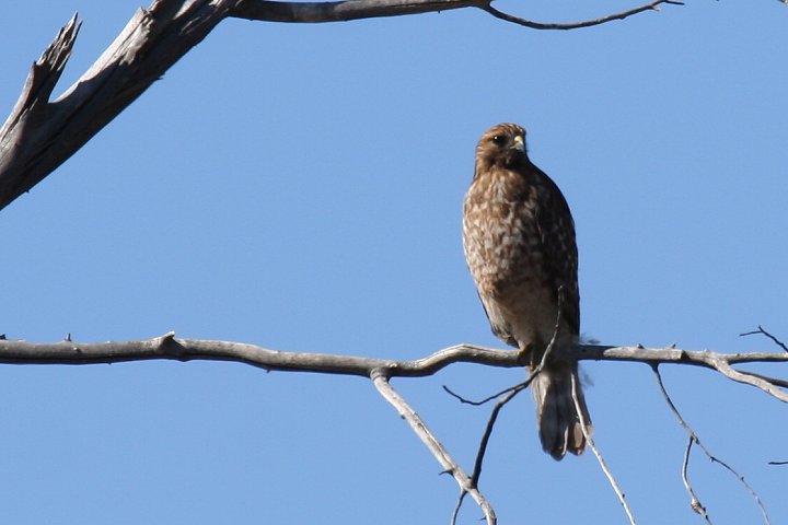 �J�^�A�J�m�X��