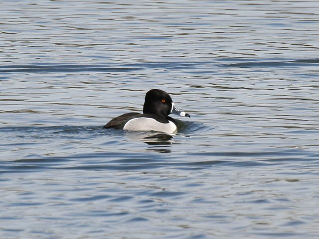 �N�r���L���N���@��