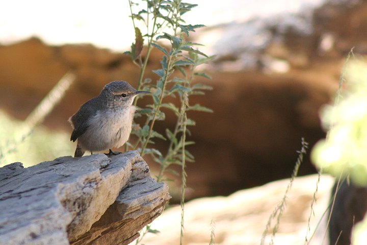 �C���~�\�T�U�C