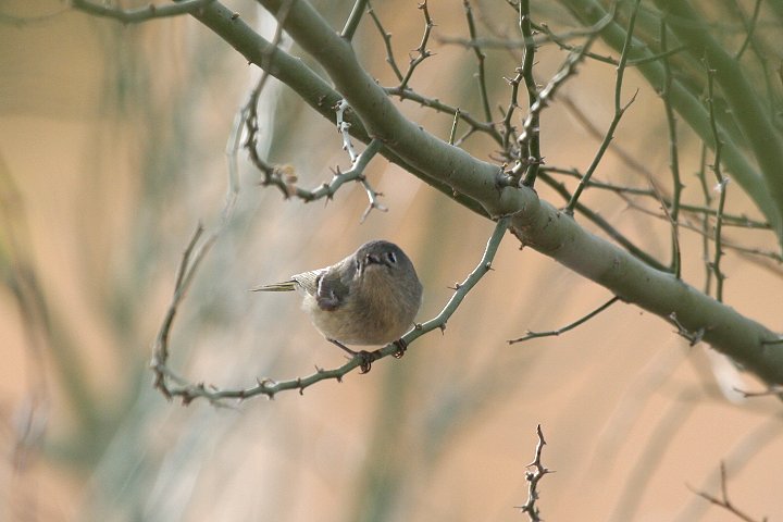 ���r�[�L�N�C�^�_�L