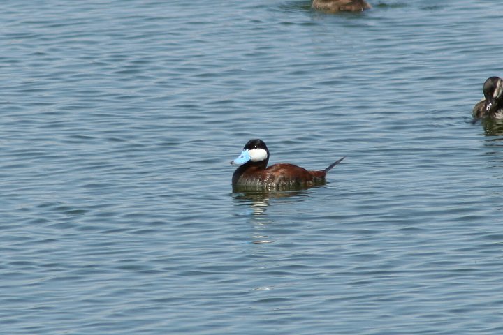 �A�J�I�^�e�K���́��i�ɐB�H�j