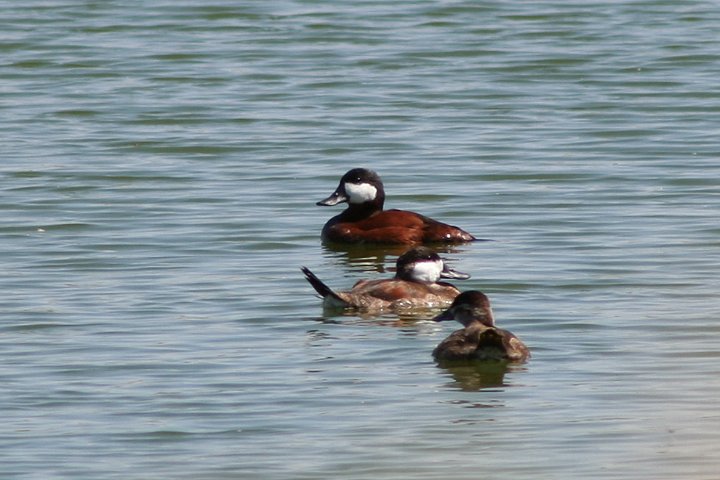 �A�J�I�^�e�K���́��i�G�N���v�X�j