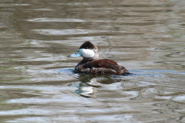 �A�J�I�^�e�K���́�