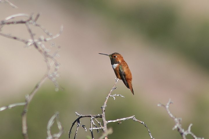 �A�J�t�g�I�n�`�h��