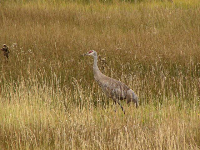 �J�i�_�d��